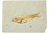 Fossil Fish (Knightia) - Green River Formation #224512-1